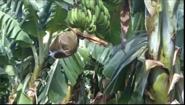 Easily-gain-high-yields-in-banana