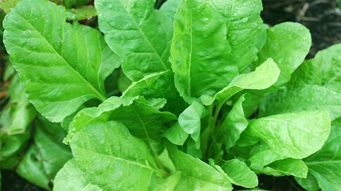 health benefits of spinach leaves
